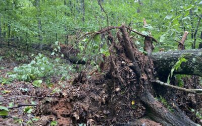 Forest For The Trees – Perspective Is Everything